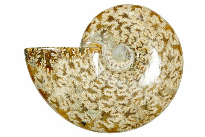 Polished Ammonite (Cleoniceras) Fossil - Madagascar #365079